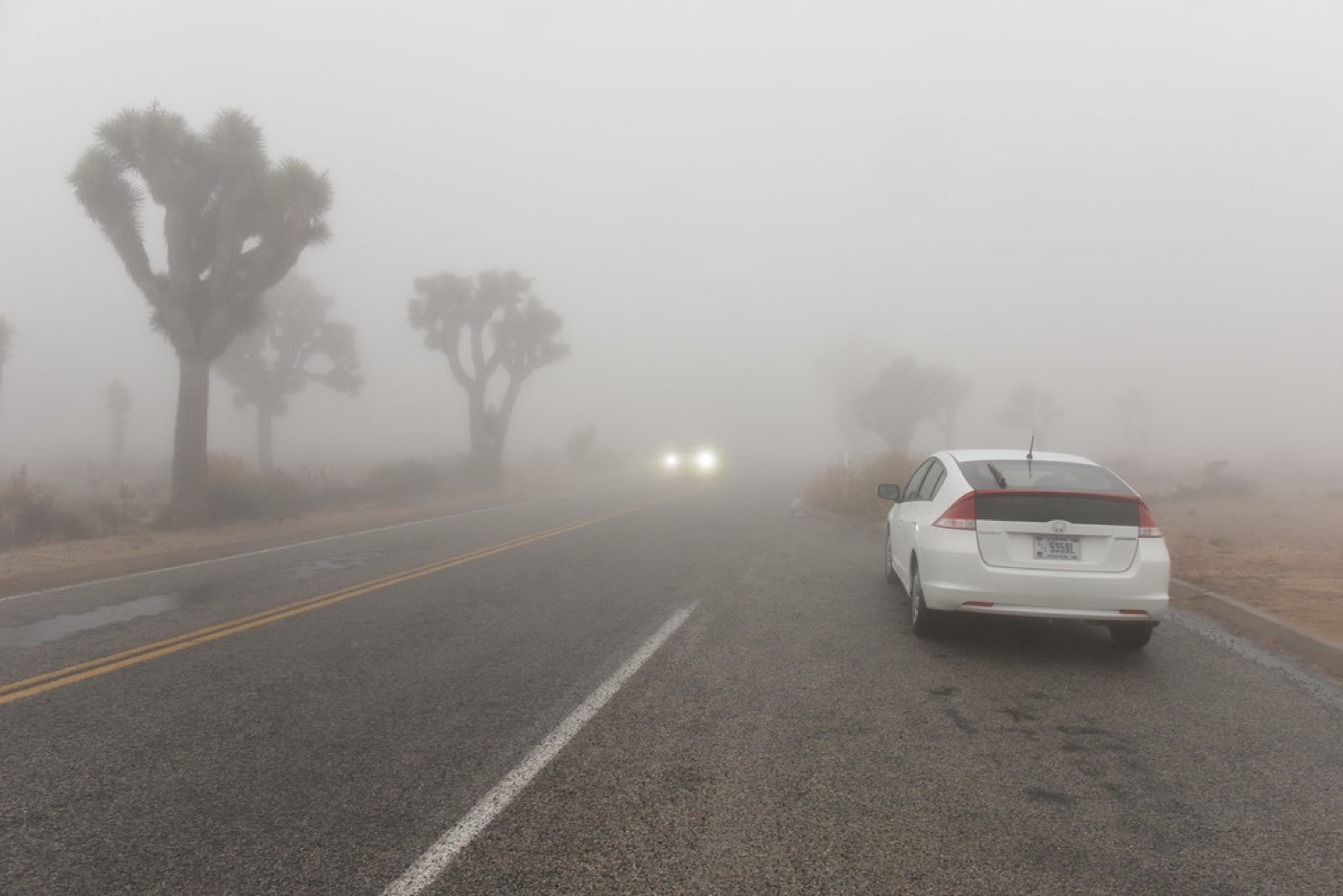 Driving in Fog on Norfolk's Country Roads: Safety Tips